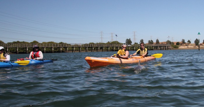 Baby Dolphin and Kayaks